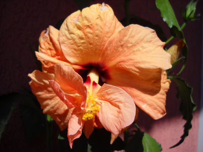 007 - HIBISCUS- 2014