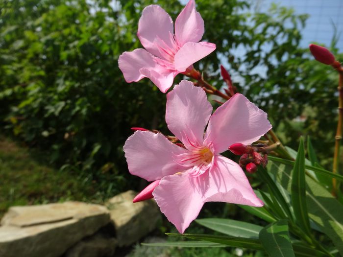 Pink Beauty - Leandrii