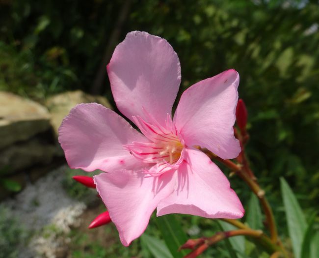 Pink Beauty