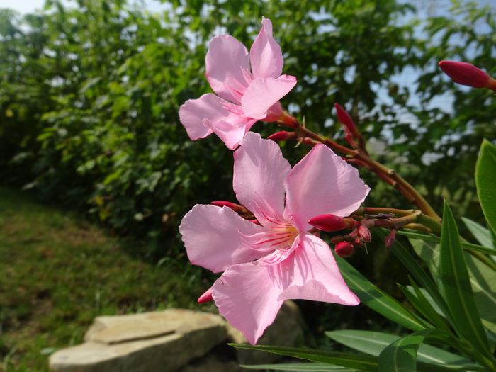 Pink Beauty