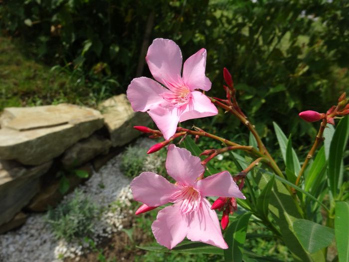 Pink Beauty