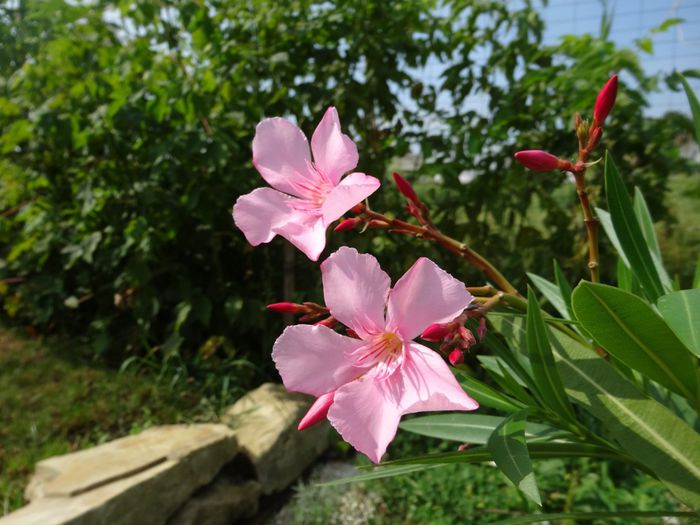 Pink Beauty