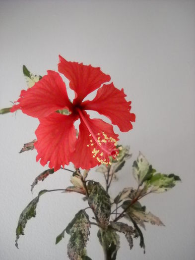 Surinam 6.08.14 - HIBISCUS- 2014