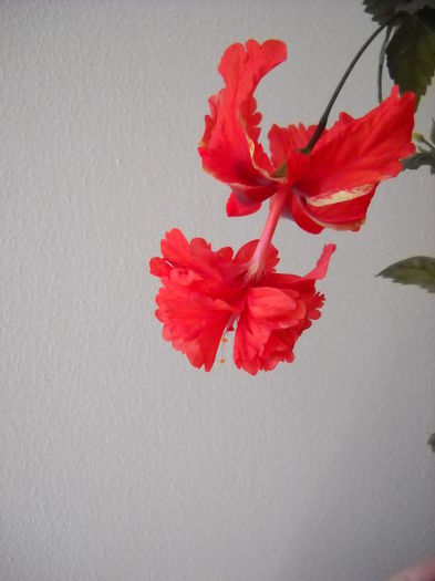 024 - HIBISCUS- 2014