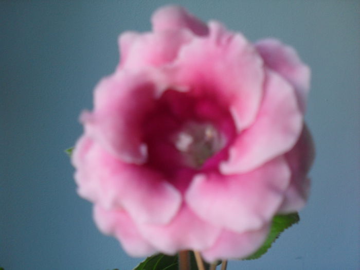 Silvana Pink - GLOXINIA 2013-2014