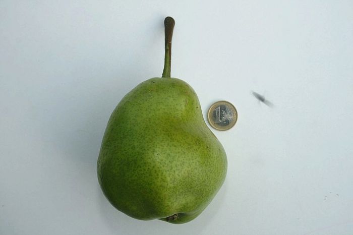 par pletos si moneda euro 5