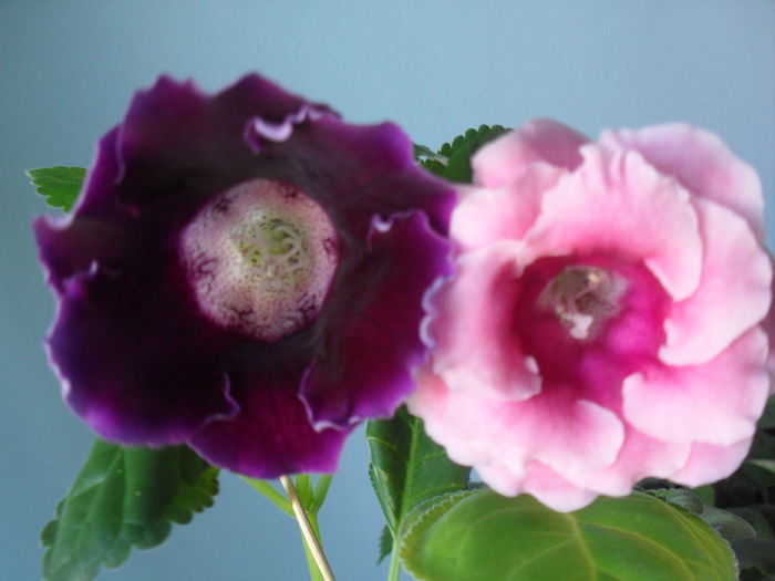 SDC12182 - GLOXINIA 2013-2014