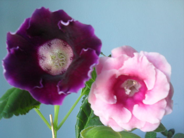 SDC12184 - GLOXINIA 2013-2014