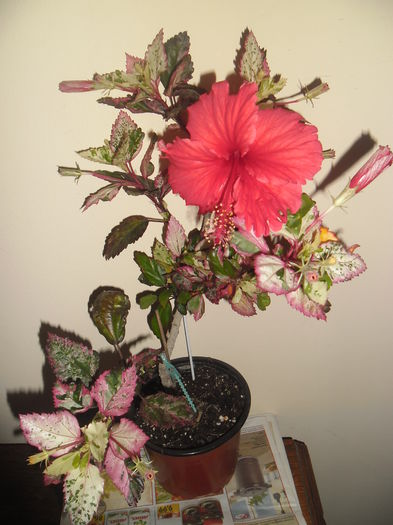 Coopery Rose Flake