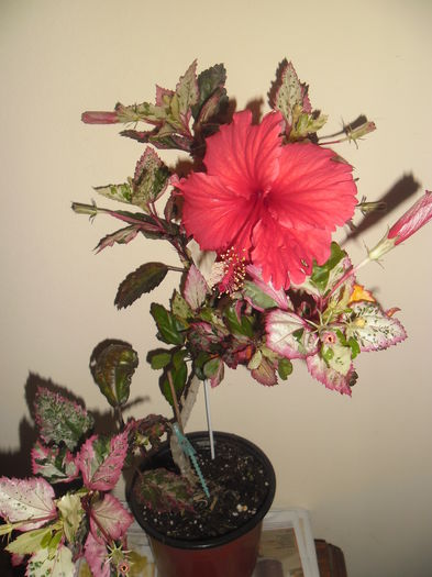 036 - Hibiscus 2014-1