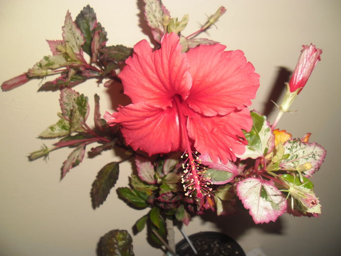 028 - Hibiscus 2014-1