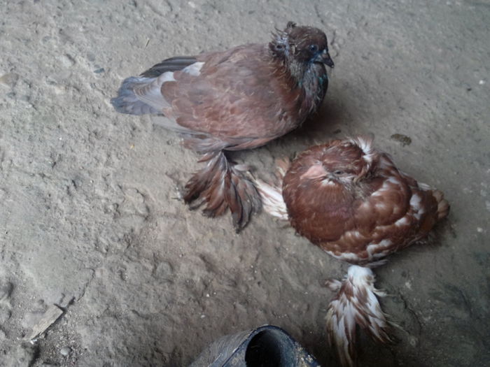 IMG_20140812_131303603; Frati de cuib
