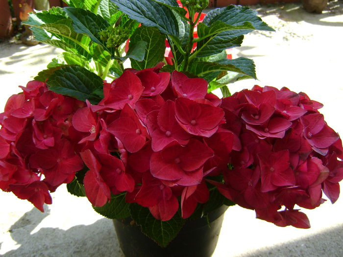 DSC01494 - Copy hortensie rosie