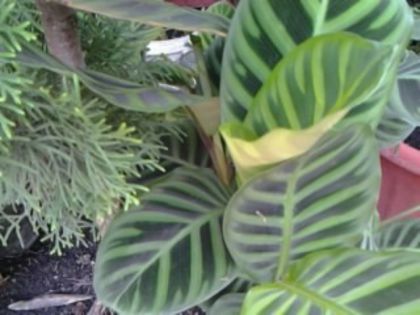 calatheea zebrina