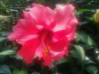 Fotografie2298 - Hibiscusi si Bougainvillea