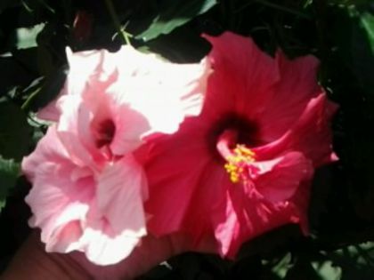 Fotografie2295 - Hibiscusi si Bougainvillea