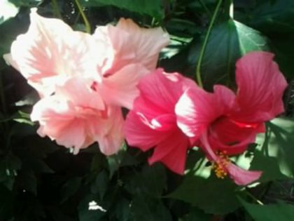 doi clasici superbi - Hibiscusi si Bougainvillea