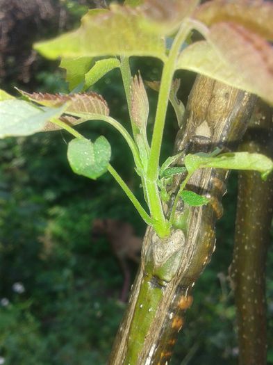 nuc altoit in luna aprilie din care a dat  lastari la sfirsitul luni iulie in aceasta poza lastari a; Lastari au 2saptamini.
