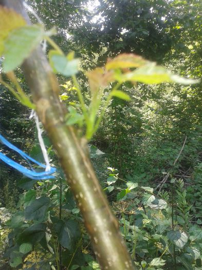 20140803_134918; Nuc altoit in simplificat in luna aprilie.
