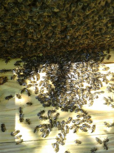 20140808_120645; Trintori adunati de albine pe fundul stupului
