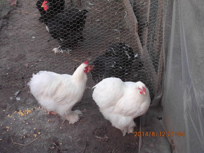 1534677_1519515644948902_2411967480966512991_o - TINERET 2014   1