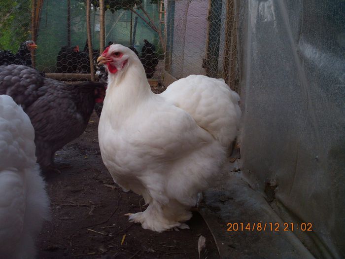 10295177_1519515691615564_3866385711596614415_o - TINERET 2014   1