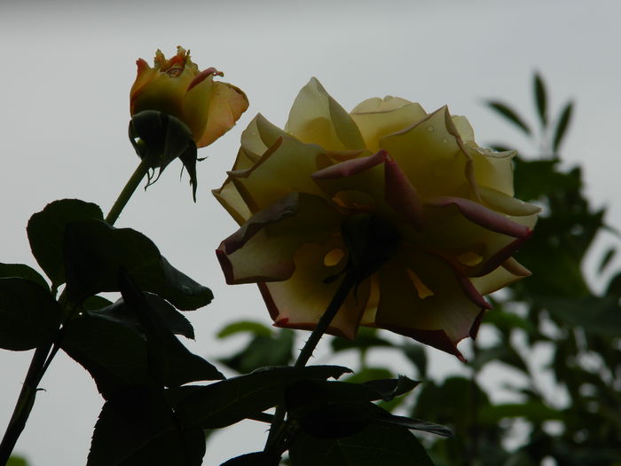 DSCN0339 - AUGUST_2014