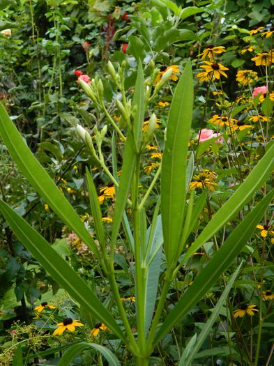 DSCN0348 - AUGUST_2014