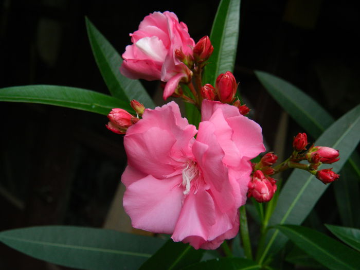 DSCN0349 - AUGUST_2014