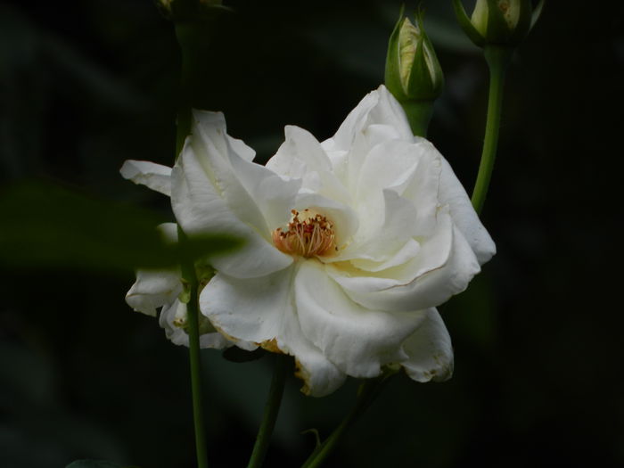 DSCN0364 - AUGUST_2014