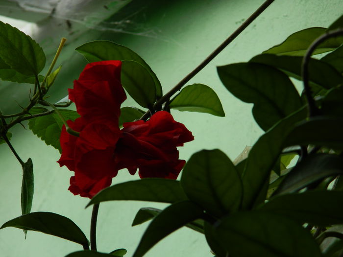 DSCN0380 - AUGUST_2014