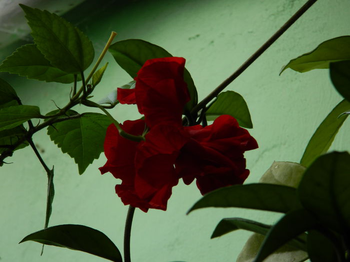 DSCN0382 - AUGUST_2014