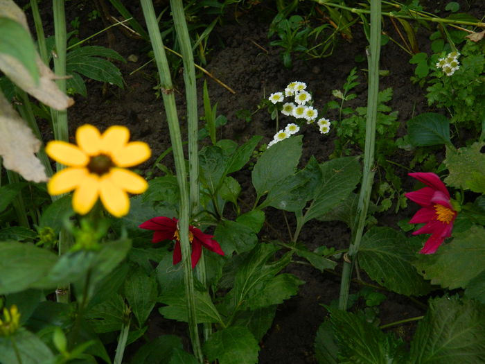 DSCN0385 - AUGUST_2014