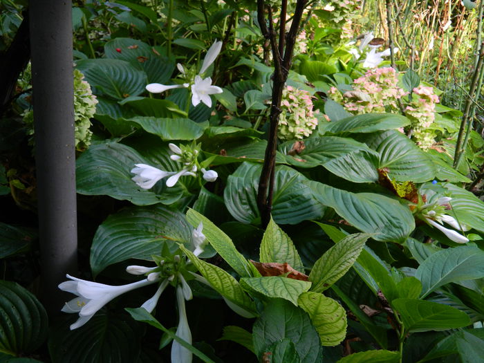 DSCN0387 - AUGUST_2014