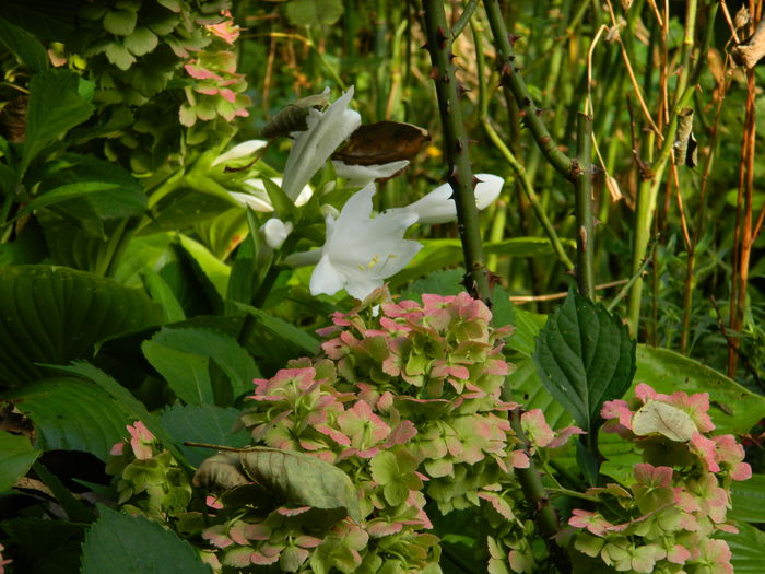 DSCN0388 - AUGUST_2014