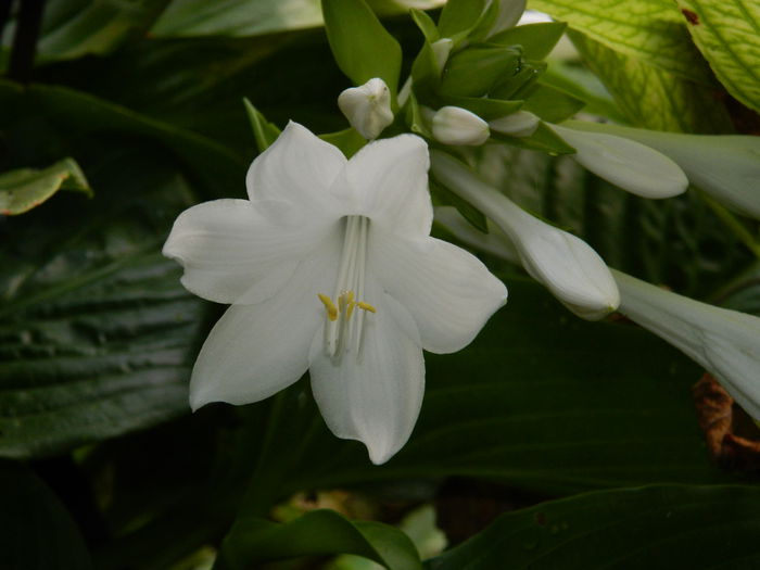 DSCN0392 - AUGUST_2014