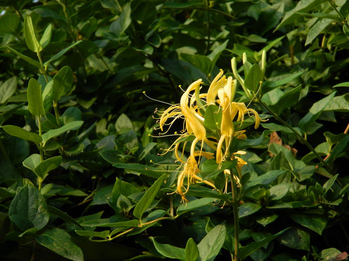 DSCN0395 - AUGUST_2014