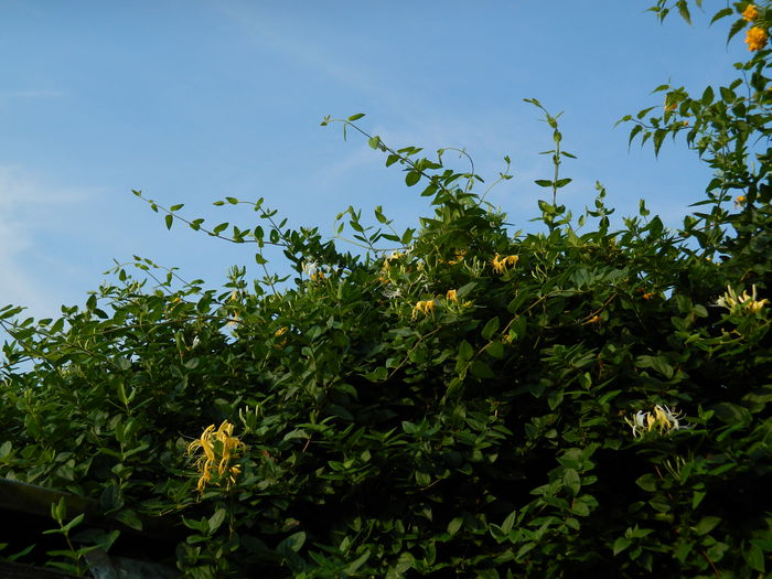 DSCN0398 - AUGUST_2014