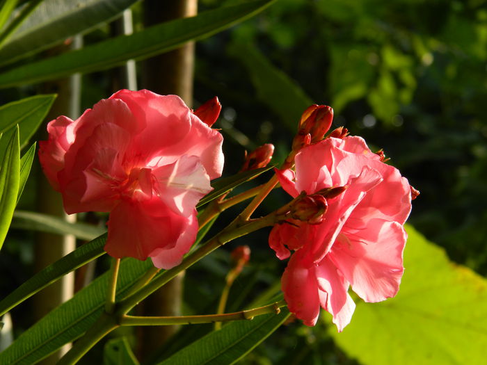 DSCN0399 - AUGUST_2014