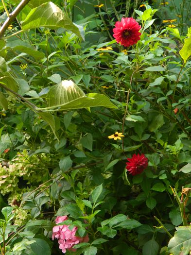 DSCN0403 - AUGUST_2014