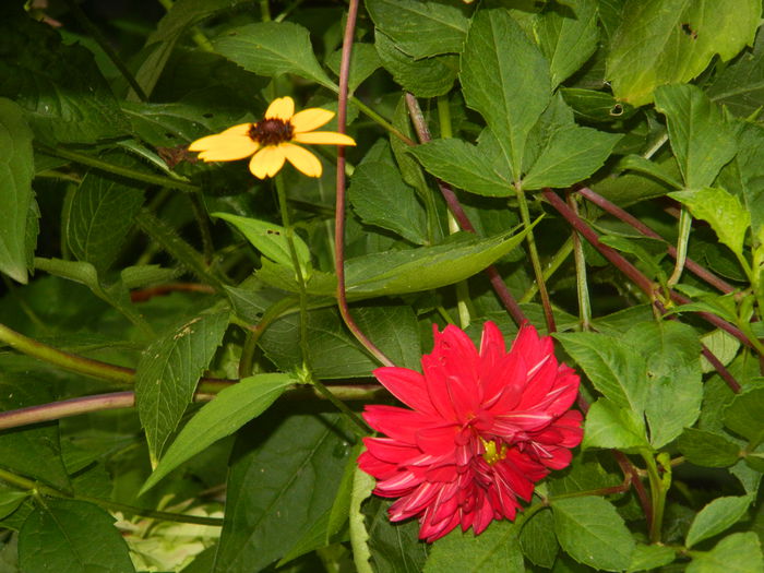 DSCN0404 - AUGUST_2014