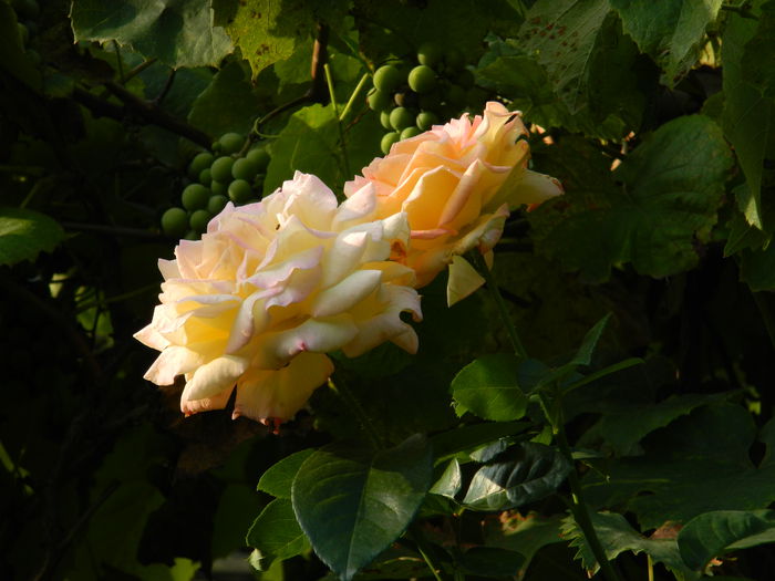 DSCN0406 - AUGUST_2014