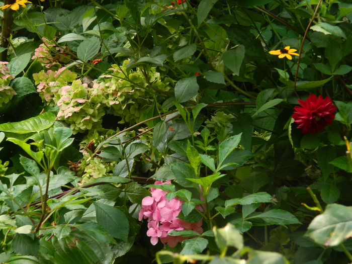 DSCN0409 - AUGUST_2014