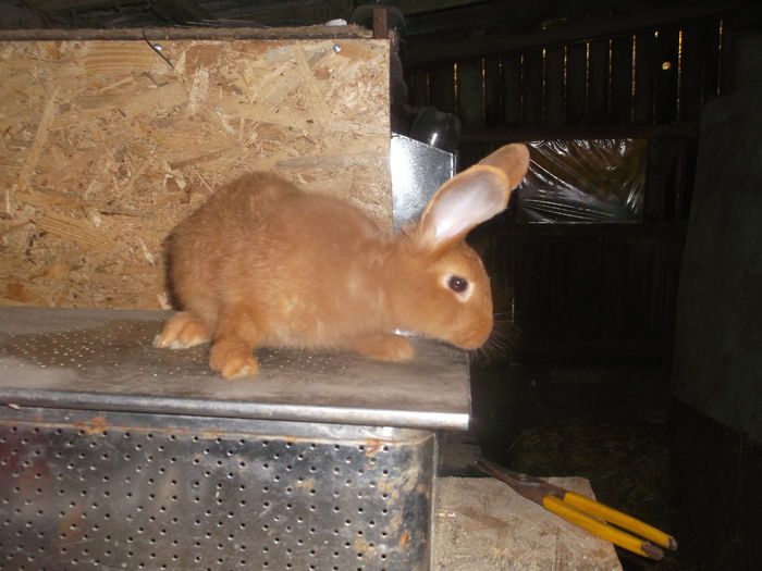 DSCF3771; Mascul de 2 luni, foarte curios :))
