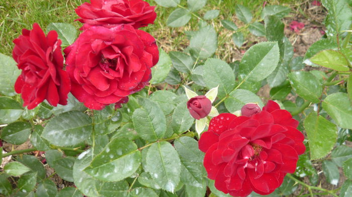 026 - Kordes Lavaglut