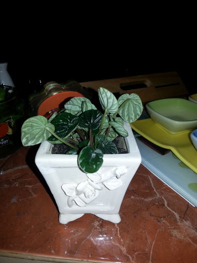 20140811_223705; Peperomia
