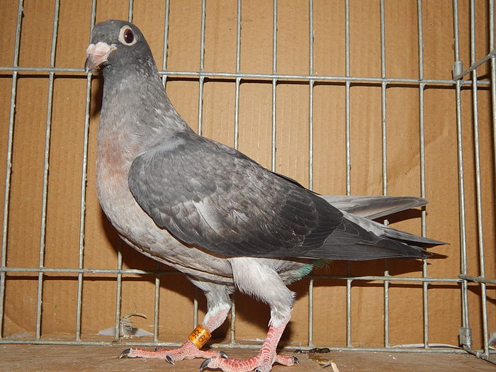 Opal recesiv Spread Femela