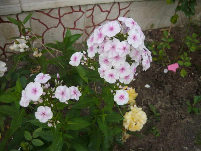 017