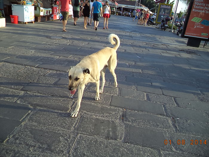 DSC02029 - 2014 TURCIA BODRUM