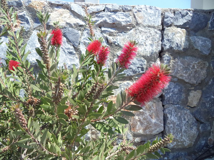 DSC02310 - 2014 TURCIA BODRUM